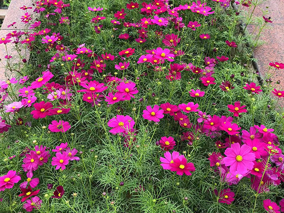 荥阳市鲜花绿植|绿化道路设计